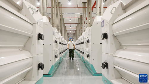 新华全媒丨一粒小麦的旅程 从饱满如珠到细若琴弦